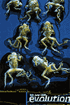 [Evolution]